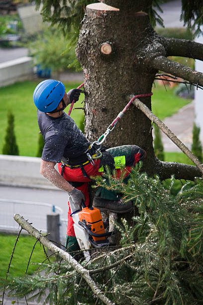 Best Arborist Consultation Services  in Clarence, IA