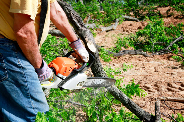 Best Emergency Tree Removal  in Clarence, IA